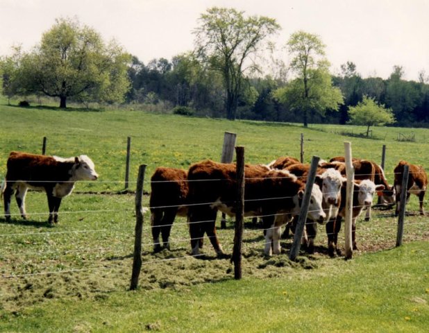 Searles cows